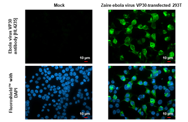 Anti-Ebola virus VP30 antibody [HL4235] used in Immunocytochemistry/ Immunofluorescence (ICC/IF). GTX643068